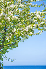 Image showing Tree at the Baltic Sea