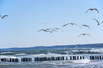 Image showing Groins in the Baltic Sea with gulls