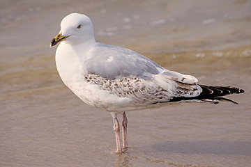 Image showing Herring gull on a beach of the Baltic Sea