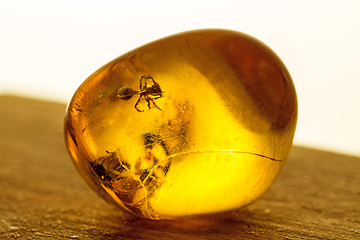 Image showing Amber with embedded insect