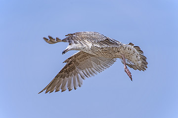 Image showing Herring gull, Larus fuscus L. flying