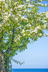 Image showing Tree at the Baltic Sea