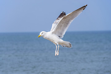 Image showing Herring gull, Larus fuscus L. flying