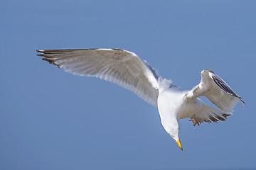 Image showing Herring gull, Larus fuscus L. flying