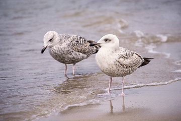 Image showing Herring gull, Larus fuscus L. young birds