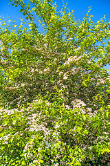 Image showing Hawthorn flower