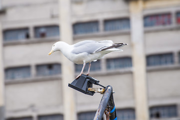 Image showing Herring gull, Larus fuscus L.