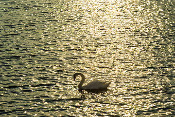 Image showing Swan swimming in the Baltic Sea during sunrise