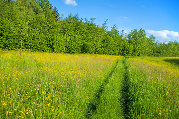 Image showing meadow in spring with blue sky and high grass