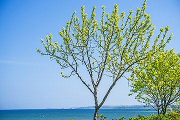 Image showing Trees at the Baltic Sea