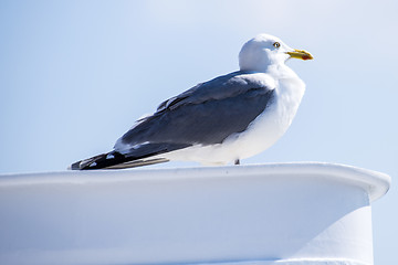 Image showing Herring gull, Larus fuscus L.