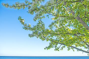 Image showing Tree at the Baltic Sea