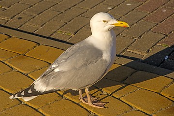 Image showing Herring gull, Larus fuscus L.