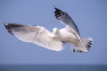 Image showing Herring gull, Larus fuscus L. flying