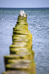 Image showing Groins in the Baltic Sea with gulls