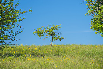 Image showing tree on a green meadow with a blue sky