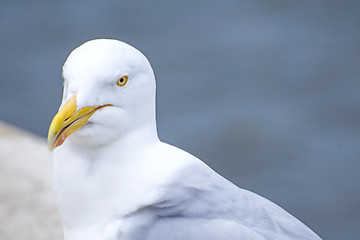 Image showing Herring gull, Larus fuscus L.