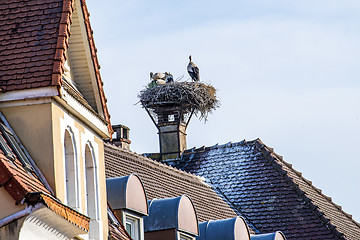 Image showing stork in a nest