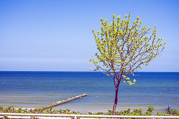 Image showing Tree at the Baltic Sea