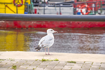 Image showing Herring gull, Larus fuscus L. young bird