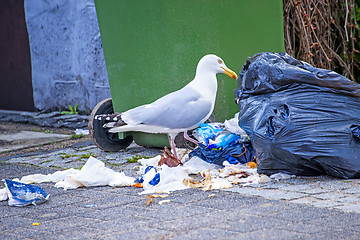 Image showing Herring gull looking for waste