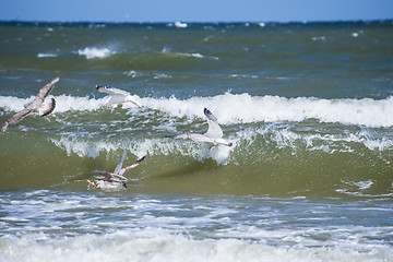Image showing Herring gulls in the breakwater