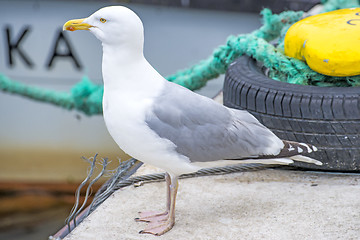 Image showing Herring gull, Larus fuscus L.