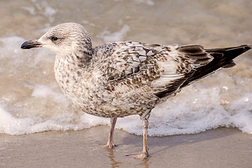 Image showing Herring gull on a beach of the Baltic Sea