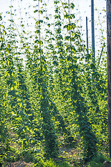 Image showing Hop cultivation with green leaves