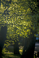 Image showing leaves in backlight