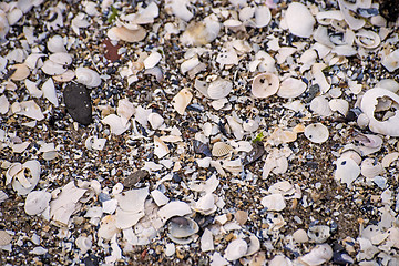 Image showing heap of shells