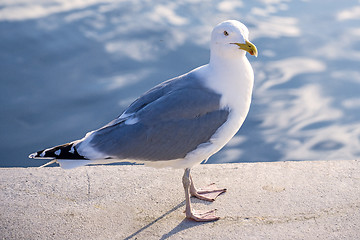 Image showing Herring gull, Larus fuscus L.