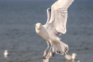 Image showing Herring gull, Larus fuscus L. flying