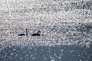 Image showing Swan swimming in the Baltic Sea during sunrise