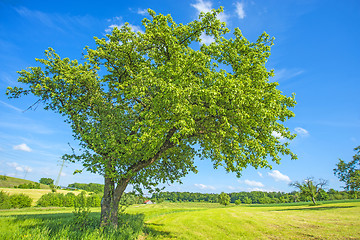 Image showing tree in summertime