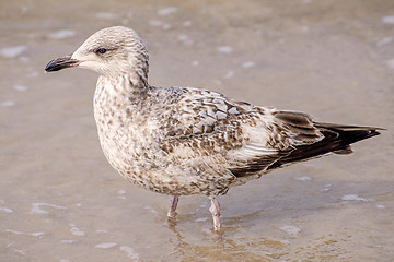 Image showing Herring gull on a beach of the Baltic Sea