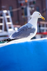 Image showing Herring gull on a blue trawler