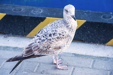 Image showing Herring gull, Larus fuscus L.