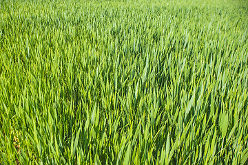 Image showing corn seedlings