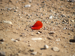 Image showing Lonely petal
