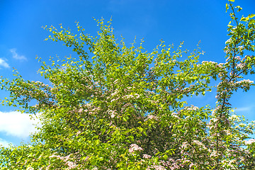 Image showing Hawthorn flower