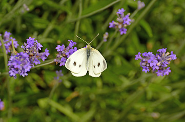 Image showing cabbage butterfly on lavender flower