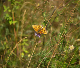 Image showing Butterfly on flower