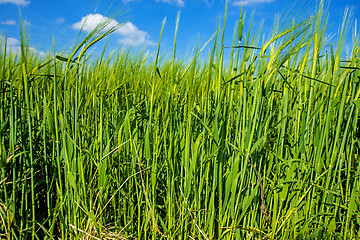 Image showing barley, field with growing plants