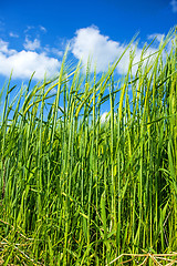 Image showing barley, field with growing plants