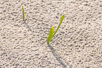 Image showing seedlings of European marram grass 