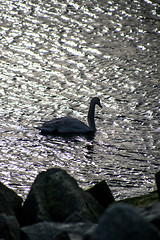 Image showing Swan swimming in the Baltic Sea during sunrise