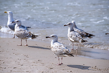 Image showing Herring gull, Larus fuscus L. young birds