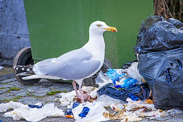 Image showing Herring gull looking for waste