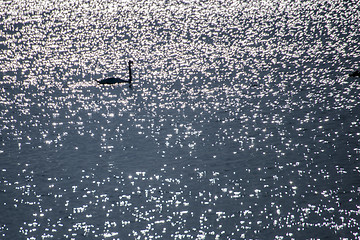 Image showing Swan swimming in the Baltic Sea during sunrise